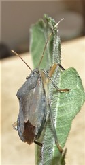 Coenomorpha