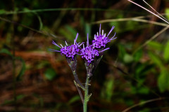 Carphephorus tomentosus