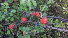 Peniocereus striatus