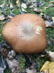 Agaricus julius
