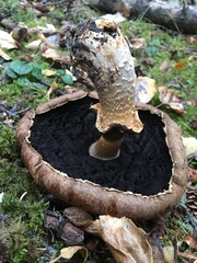 Agaricus julius