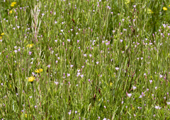 Epilobium pallidiflorum