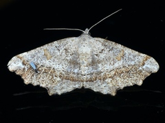 Dissomorphia australiaria