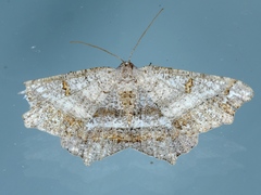 Dissomorphia australiaria