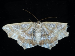 Dissomorphia australiaria