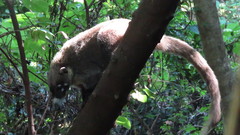 Nasua narica yucatanica