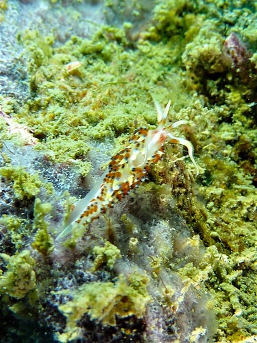Indian Caloria — seen at this dive site