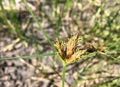 Bolboschoenus caldwellii