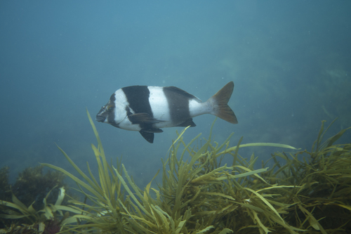 Magpie morwong (Cheilodactylus nigripes) — Cheilodactylidae