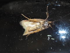 Myrascia bracteatella