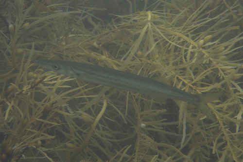 Arrow barracuda (Sphyraena novaehollandiae) — Sphyraenidae — 5