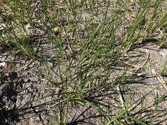Bolboschoenus caldwellii