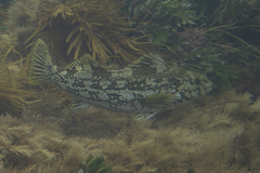 Aplodactylus arctidens