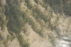 Zostera muelleri