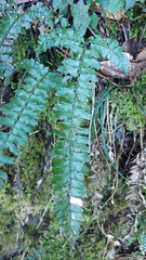 Polystichum hancockii