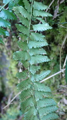Polystichum hancockii