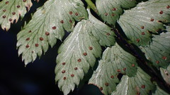 Polystichum hancockii