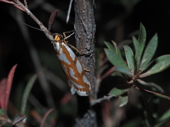 Myrascia bracteatella