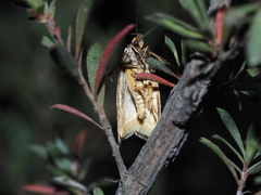 Myrascia bracteatella