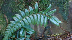 Polystichum prionolepis