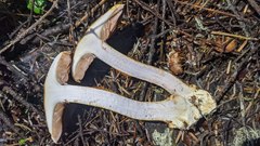 Cortinarius largentii