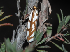 Myrascia bracteatella