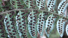 Polystichum prionolepis