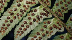 Polystichum prionolepis