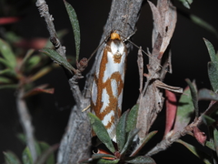 Myrascia bracteatella