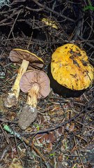Cortinarius largentii