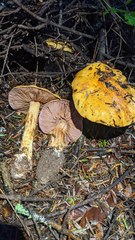 Cortinarius largentii