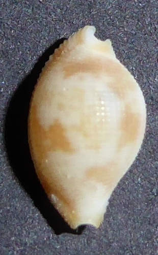 Pseudocypraea adamsonii