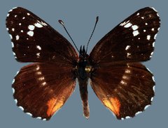 Chlosyne lacinia crocale