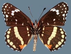 Chlosyne lacinia crocale