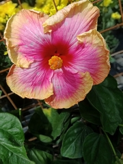 Hibiscus