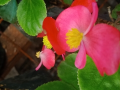 Begonia
