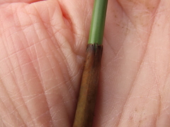 Juncus effusus pacificus