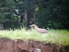 Tigrisoma mexicanum