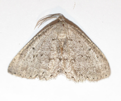 Hesperumia latipennis