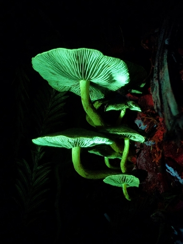 Puokštinė kelmabudė nuotrauka