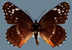 Chlosyne lacinia crocale