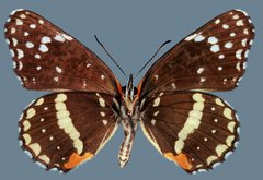 Chlosyne lacinia crocale