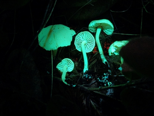 Rhodophana nitellina — (c) Alan Rockefeller, some rights reserved (CC BY)