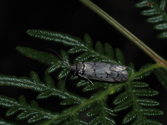 Ericrypsina chorodoxa