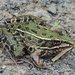 Atlantic Coast Leopard Frog - Photo (c) Anita Gould, some rights reserved (CC BY-NC)