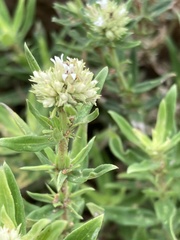 Agathisanthemum bojeri