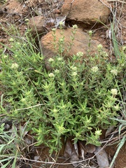 Agathisanthemum bojeri