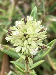 Agathisanthemum bojeri