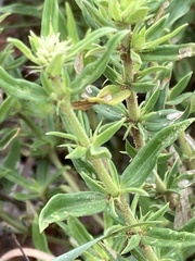 Agathisanthemum bojeri