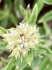 Agathisanthemum bojeri